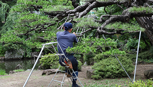 植木職人による作業