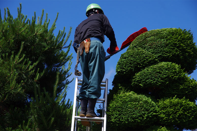 植木職人による作業